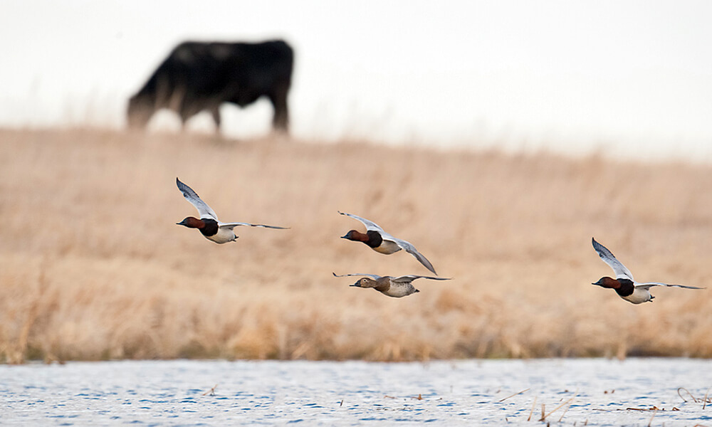 cow_and_ducks.jpg