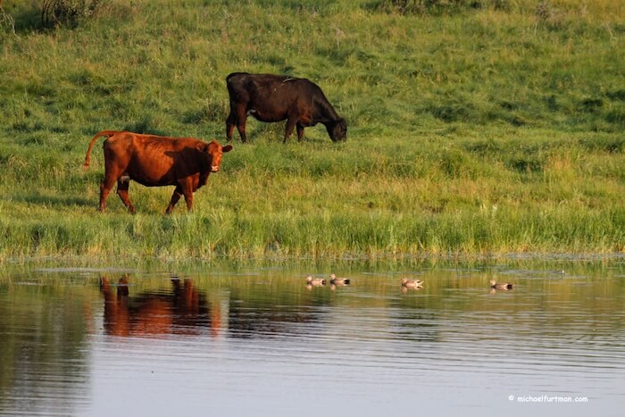 cows_grazing.jpg