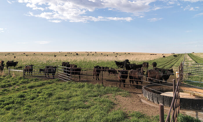 grazing_cows.jpg
