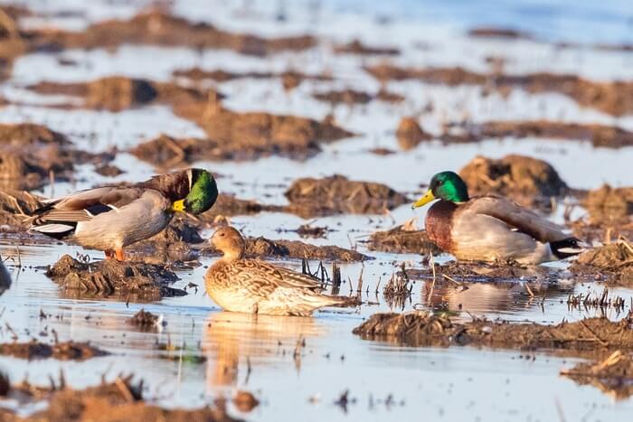 mallards_nicolaus.jpg