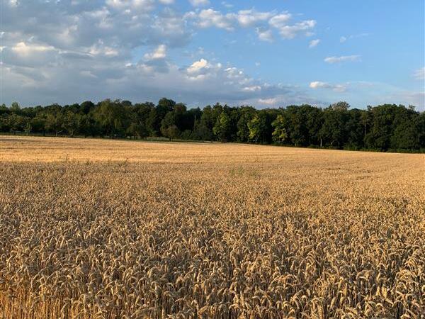 wheat-field.jpg